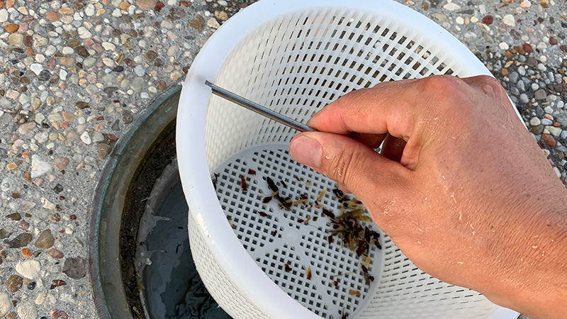 skimmer basket being removed