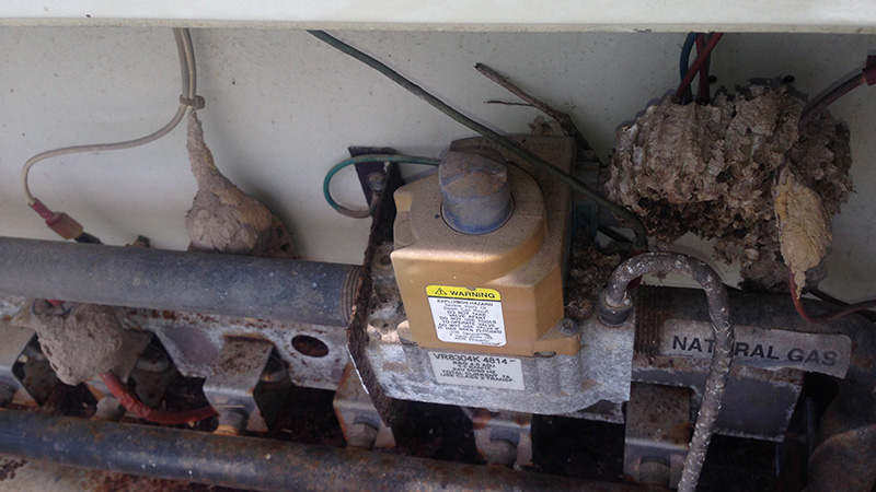 Bees and wasp nest inside pool heater